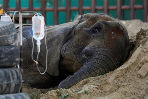 Towleroad On Twitter Elephant In Pakistan Zoo Dies Reviving Concern