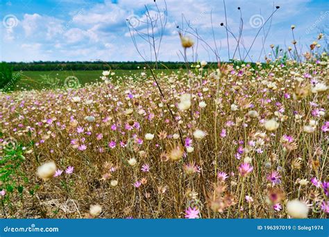Beautiful Summer Landscape With Pink Wild Flowers Stock Image Image
