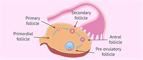 Ovarian Follicle Stages