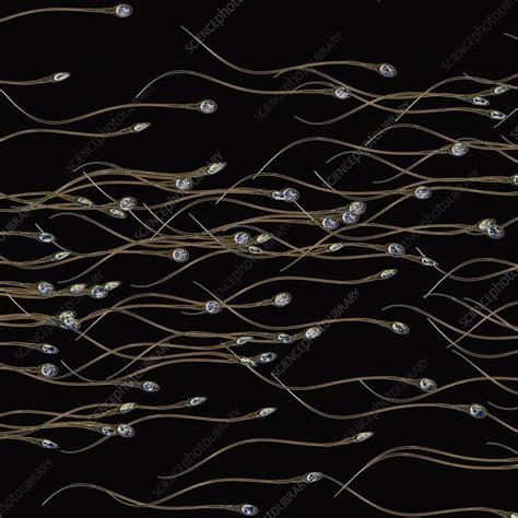 Sperm Illustration Stock Image C0466589 Science Photo Library