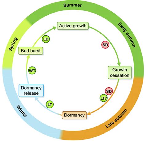 Annual Growth Cycle In Trees Reduction In Daylength Short Days Sd