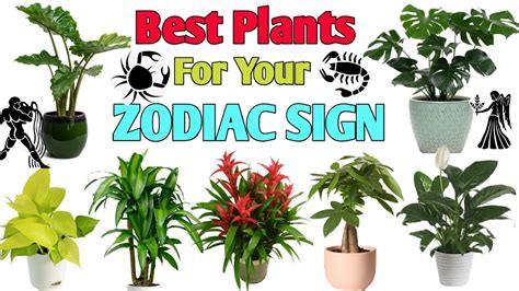 Best Houseplants For Your Zodiac Sign Zodiac Sign Plants Plant And