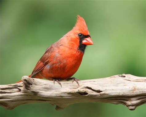 11 Best Images About Birds In My Backyard On Pinterest Robins Bird