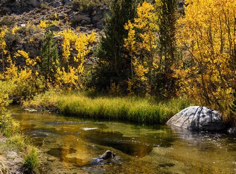 Quiet Fall Moment South Fork Bishop Creek Bishop Ca Rodney Lappe