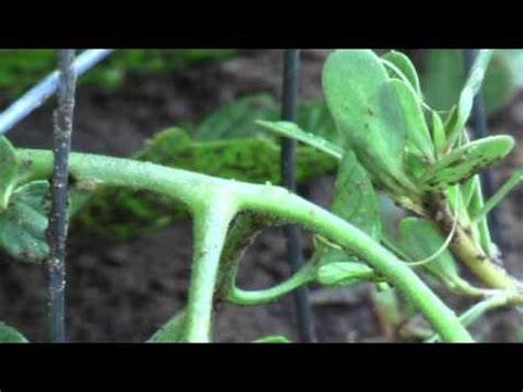 As adults, these worms live in streams, ponds, rivers. Horsehair Worm In The Garden - YouTube