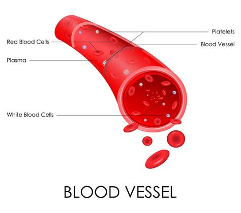 Each blood vessel's inner surface can be lined by a thin layer of cells, which are referred to as the. Functions of the Cardiovascular System You Never Knew About