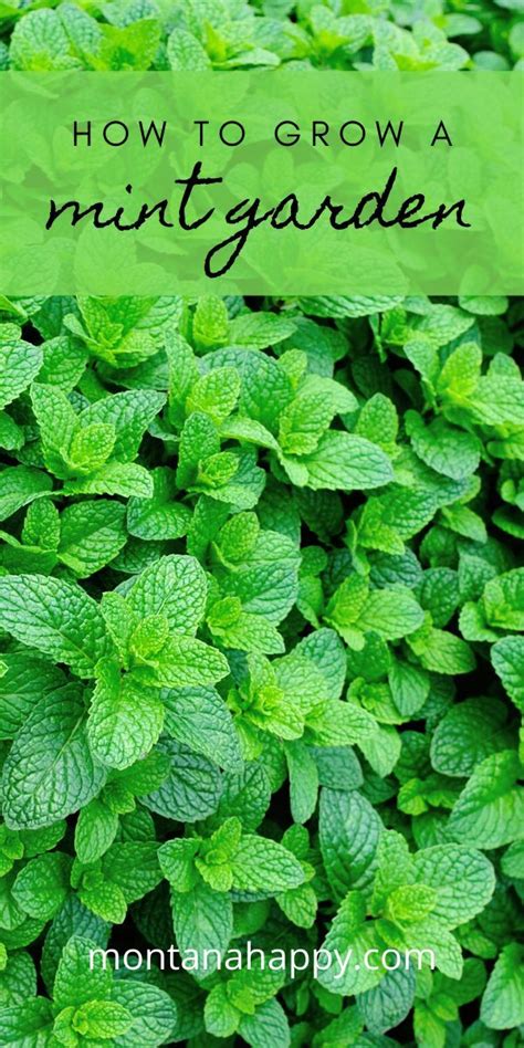 How To Grow Mint Will Show You Why Every Garden Should Include This