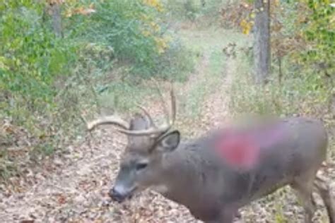 Gruesome Vid Appears To Show ‘zombie Deer With Huge Gaping Wound
