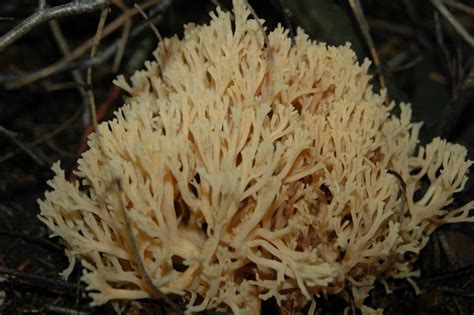 Coral Fungus Aylen Lake