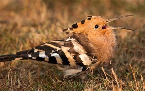 Hoopoe Calling Birds Hoopoe Bird Animals