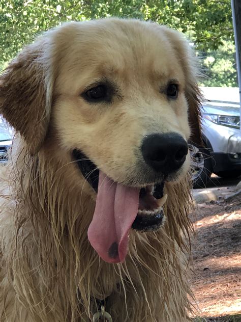 Cooper Loving A Good Walkswim Golden Retriever Puppy Eyes Best Dogs