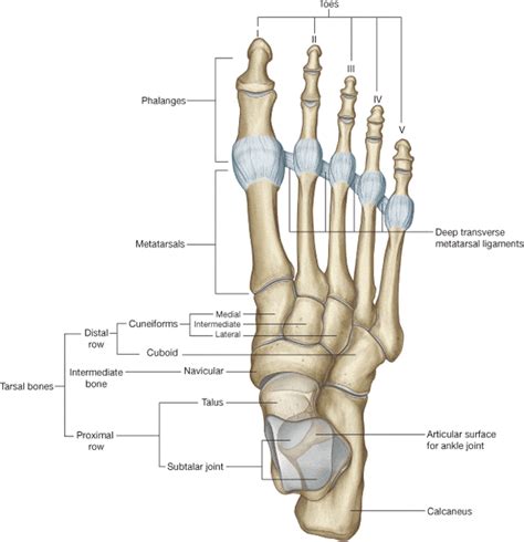 A Spotlight On Foot And Ankle Biomechanics — The Body Restoration Studio