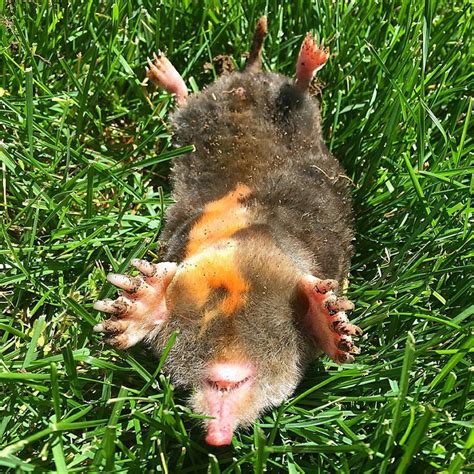 Do It Yourself Yard Mole Removal How To Remove Moles From Your Yard
