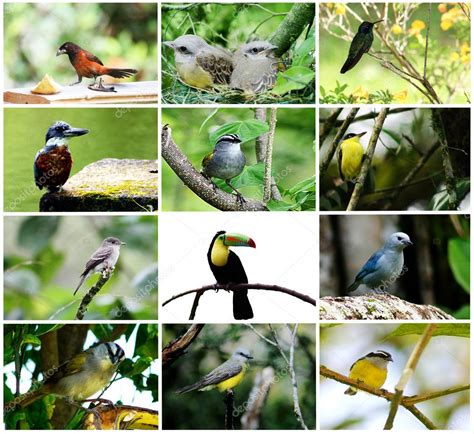 Bird Collage — Stock Photo © Cratervalley 5213632