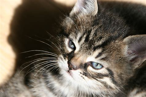 무료 이미지 착한 애 고양이 새끼 닫다 코 구레나룻 척골가 있는 고양이 얼굴 얼룩 고양이 유럽 쇼트 헤어