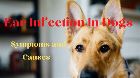 Ear Infection In Dogs Symptoms And Causes Youtube