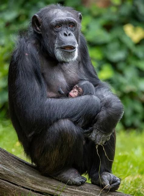 Adorable Pictures Show Endangered Chimp With Her Newborn Baby Born At
