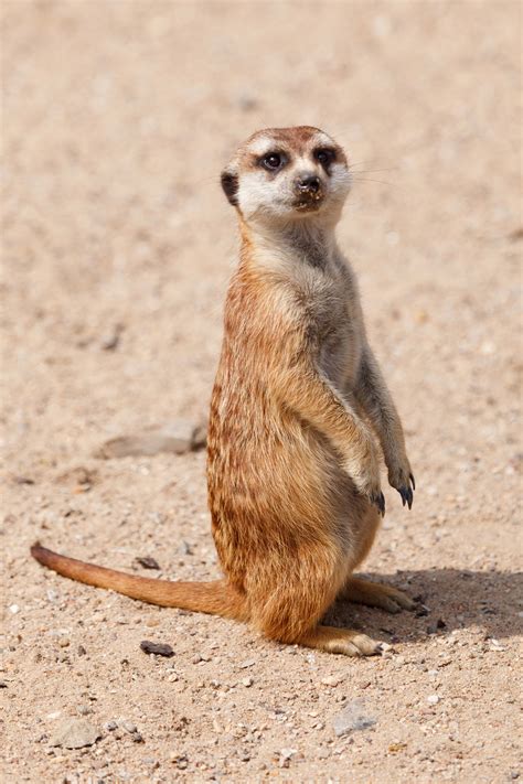Meerkat On Watch Free Stock Photo Public Domain Pictures