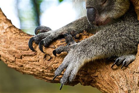 Best Koala Claws Stock Photos Pictures And Royalty Free Images Istock