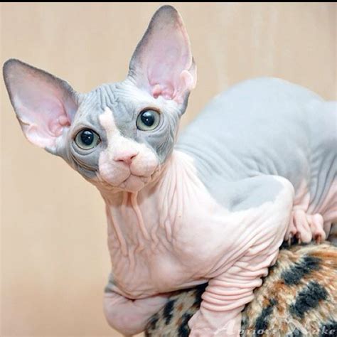 A So Adorable 3 Sphynx Cat Hairless Cat Cute Hairless Cat