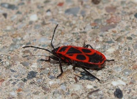 Red And Black Awesome Lookin Beetle Pyrrhocoris Apterus Bugguidenet
