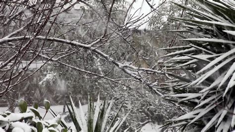 Snowfall Above Garden With Iced Stock Footage Video 100 Royalty Free