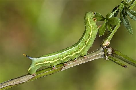 Filemacroglossumstellatarumcaterpillar3088liosi Wikimedia