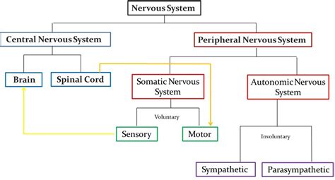 Nervous System Diagram Chart Nervous System Wikipedia These Parts