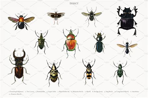 Different Types Of Insects ~ Photos ~ Creative Market