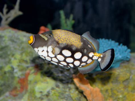 The Online Zoo Clown Triggerfish