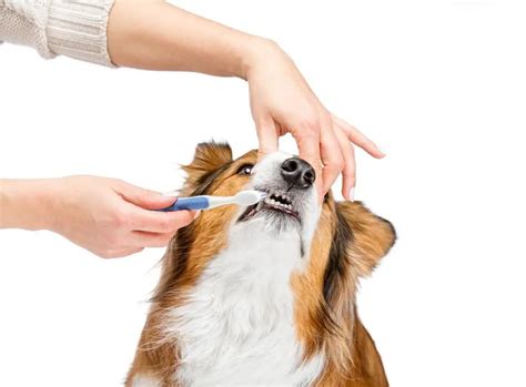 How To Take Care Of A Border Collie Colliecare