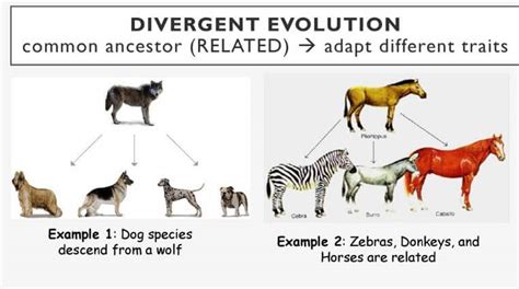 Evolución divergente vs convergente definiciones diferencias y