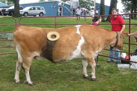 In Switzerland Cows Fitted With Portholes In Stomach For Something You