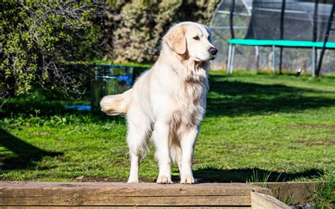 Golden Retriever Puppies Available From Responsible Breeders Rightpaw