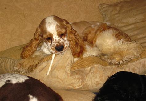 Shop our selection of cocker spaniel pups from the best breeders at puppies today! Pictures of cocker spaniels at Cocker Pup Kennel in ...