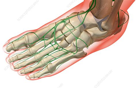The Lymph Supply Of The Foot Stock Image F0019105 Science Photo