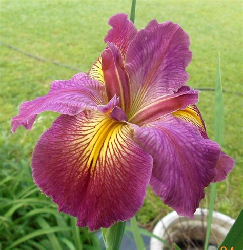 1 Louisiana Iris Cajun Love Rhizomeperenniallive Plantgardenbog
