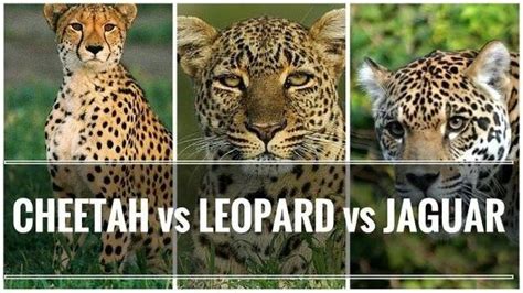Difference between cheetah and leopard | cheetah vs leopard. Would a leopard, a cheetah, or a jaguar win in a fight ...