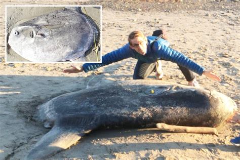Mystery As Massive Bizarre Looking Fish Washes Up On Beach Leaving