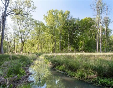 Wildlands Engineering Reedy Creek Stream Restoration Project