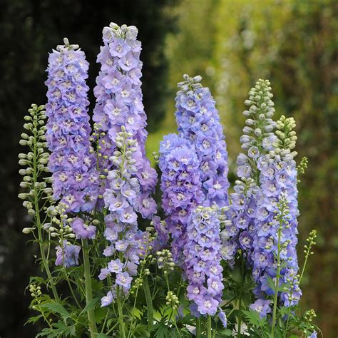 Romantic Colors Tagged Categorydelphinium Easy To Grow Bulbs