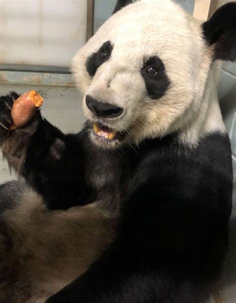 Panda Updates Wednesday January 30 Zoo Atlanta