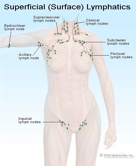 Swollen Lymph Nodes Locations Causes Signs Tests And Treatment