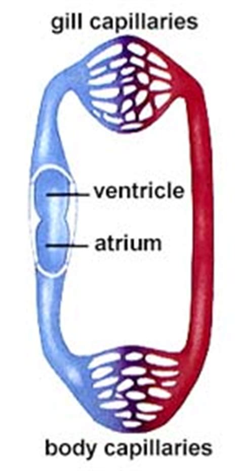 When the atrium is full, it pumps blood to a second chamber, the ventricle. Circulatory System - Understanding Vertebrates