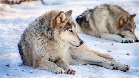 Wisconsin Hunters Kill Over 200 Wolves in Less Than 3 Days - The New ...