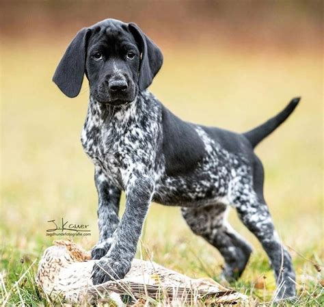 All About Energetic German Shorthaired Pointer Puppies Temperament