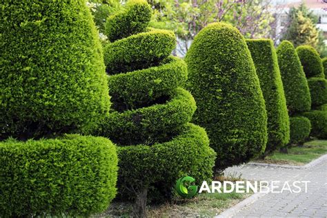 Best Topiary Plants Complete Guide To Get Started And Top Plants