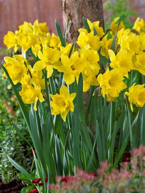 Daffodil Dutch Master Value Pack Bluestone Perennials Daffodils