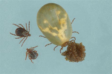 Tick Photos What Do Deer Ticks And Other Ticks Look Like Lyme