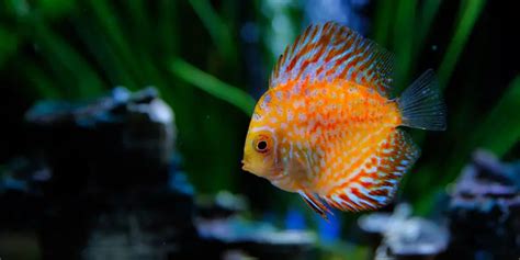 Why Are Discus Fish So Expensive 10 Expensive Strains